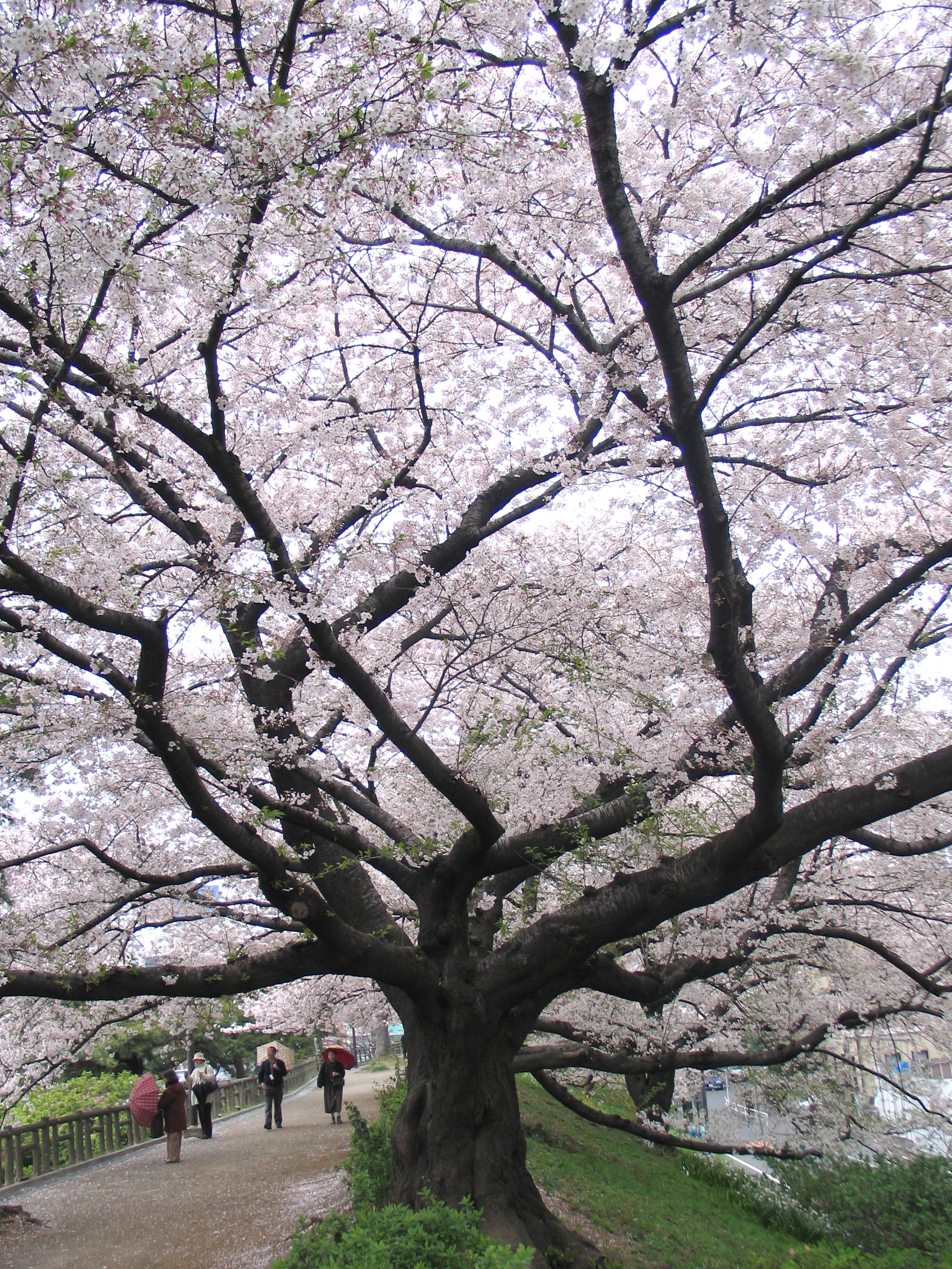 Sakura is the Japanese cherry
